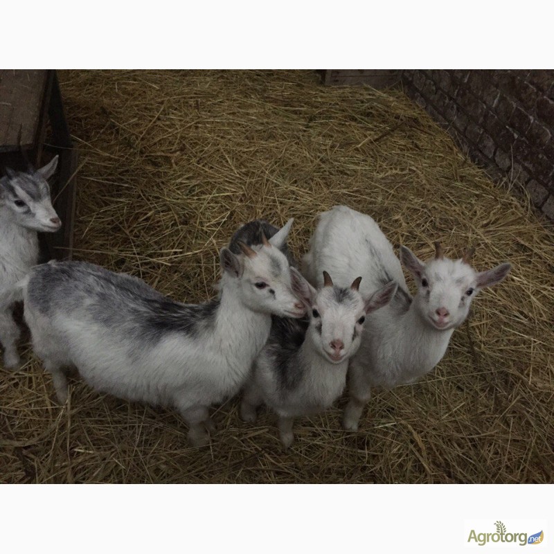 Фото 4. Козочки от высокоудойных коз