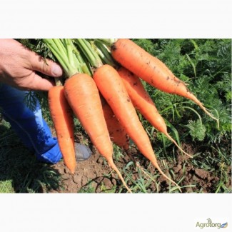 Абако F1 семена моркови Шантане (1, 6-1, 8) (Seminis)