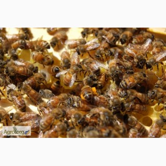 Продам пчел, пчелосемьи