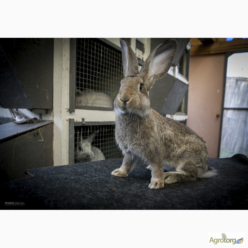 Фото 3. Продам кроликов породы Бельгийский великан (Фландр, Ризен), Строкачь