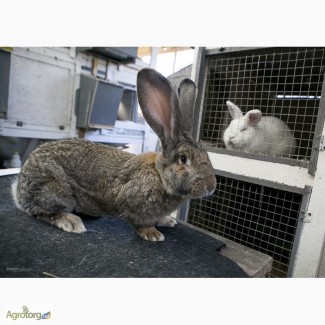 Продам кроликов породы Бельгийский великан (Фландр, Ризен), Строкачь