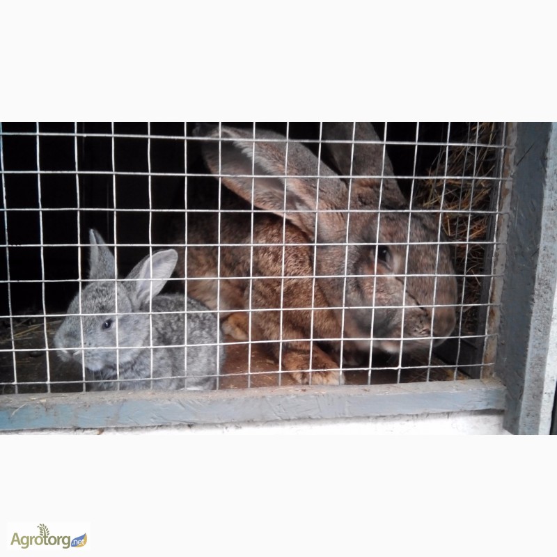 Фото 4. Продам кроликов породы Бельгийский великан (Фландр, Ризен), Строкачь