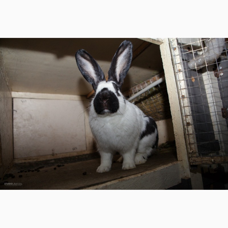 Фото 5. Продам кроликов породы Бельгийский великан (Фландр, Ризен), Строкачь