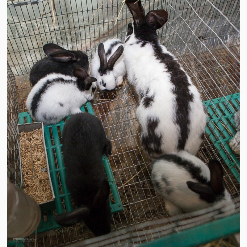Фото 6. Продам кроликов породы Бельгийский великан (Фландр, Ризен), Строкачь