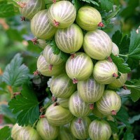 Продам саженцы Крыжовника Питомник выращивает плодово-ягодные кустарники есть опт