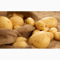 Продам крупный картофель оптом с доставкой по Украине