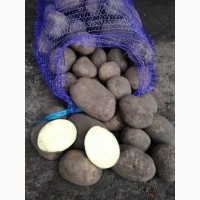 Продам семенной картофель ревьера и другие