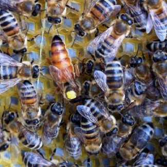 Плодные и неплодные пчеломатки Бакфаст