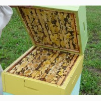 Продам пчелы