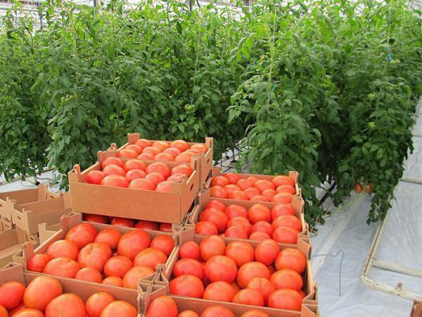 Фото 4. Продам тепличные помидоры, огурцы, редис и зелень