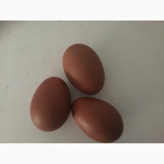 Інкубаційне яйце породи маран