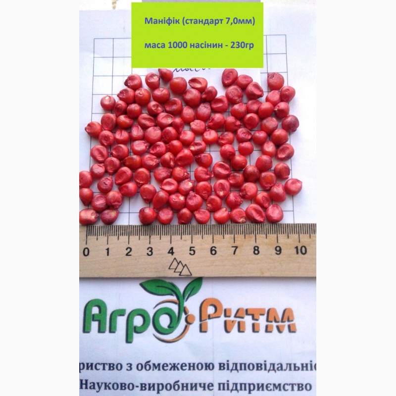 Фото 2. Продам семена кукурузы Манифик ФАО-300, гибрид F1, (Семанс Франция)