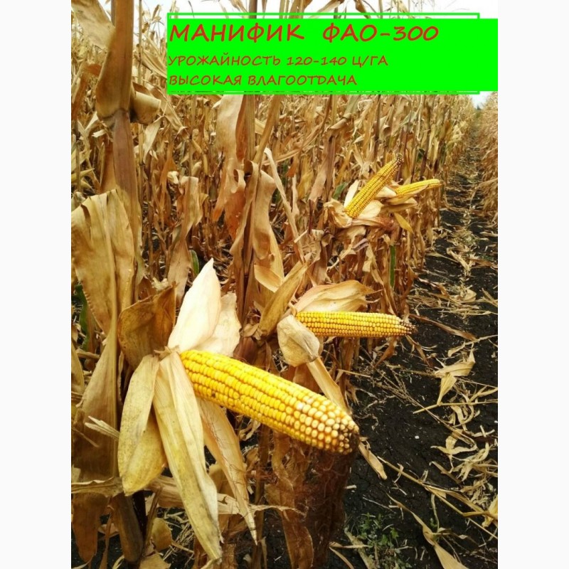 Фото 3. Продам семена кукурузы Манифик ФАО-300, гибрид F1, (Семанс Франция)