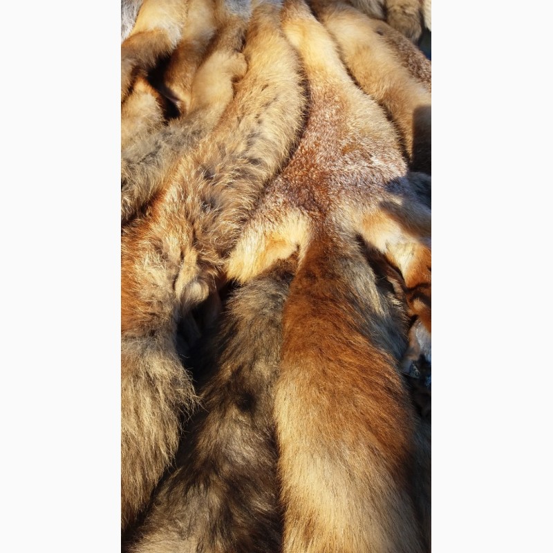 Фото 6. Продам шкуры лисы
