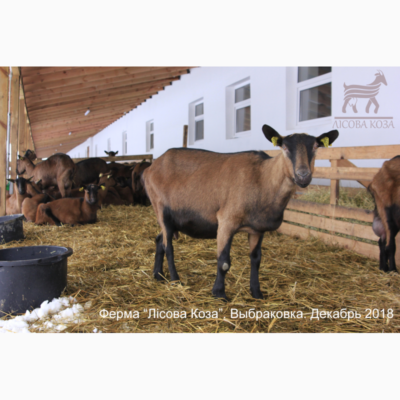 ВЫБРАКОВКА - взрослые козы альпийской породы