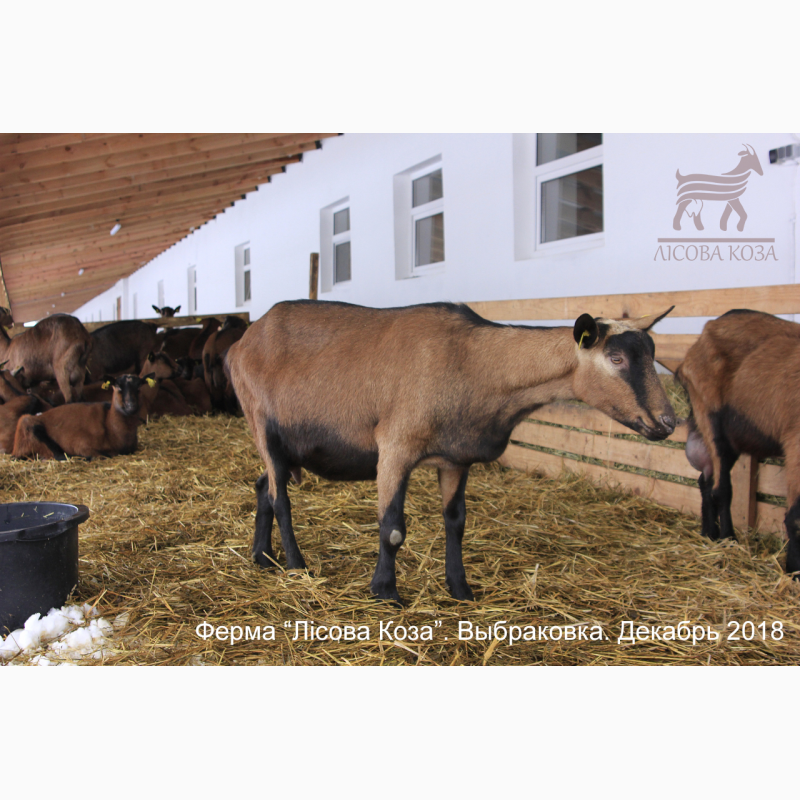 Фото 2. ВЫБРАКОВКА - взрослые козы альпийской породы