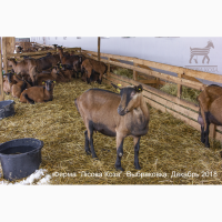 ВЫБРАКОВКА - взрослые козы альпийской породы