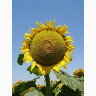Насіння соняшнику, гібрид Матадор, іноземної селекції стійкий до гранстару