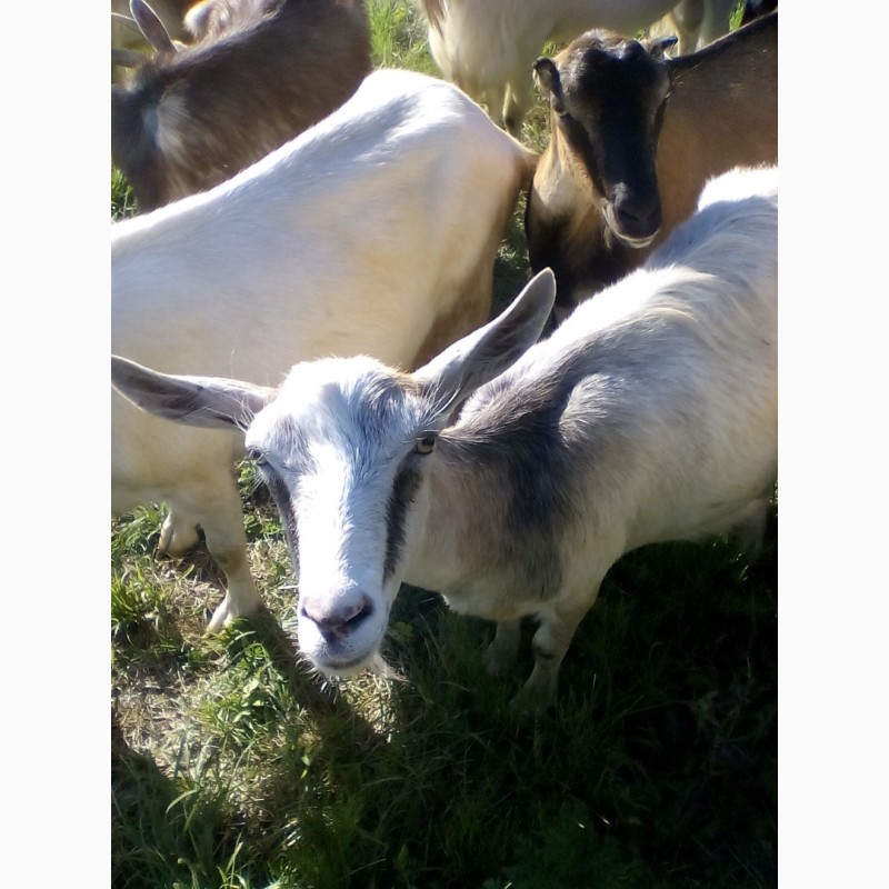 Фото 2. Продам коз и козенят