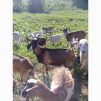 Продам коз и козенят
