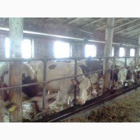 Продам коровы нетели от производителя с 100 голов
