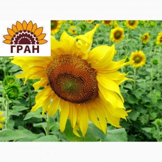 НКФ «ГРАН» пропонує насіння гібриду соняшнику Дозор (посівний матеріал)