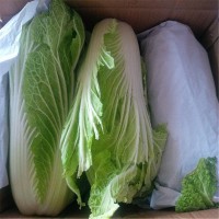 A grade fresh cabbage from poland