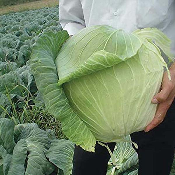 Фото 2. A grade fresh cabbage from poland