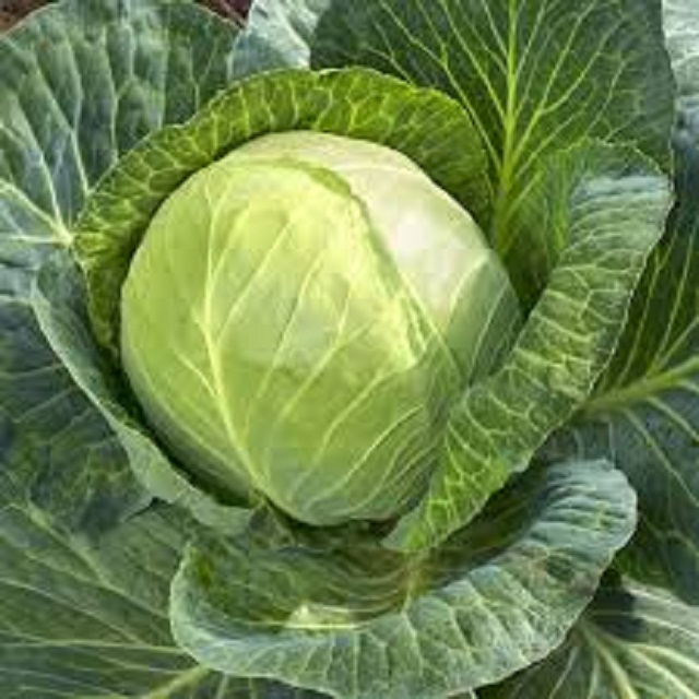 Фото 5. A grade fresh cabbage from poland