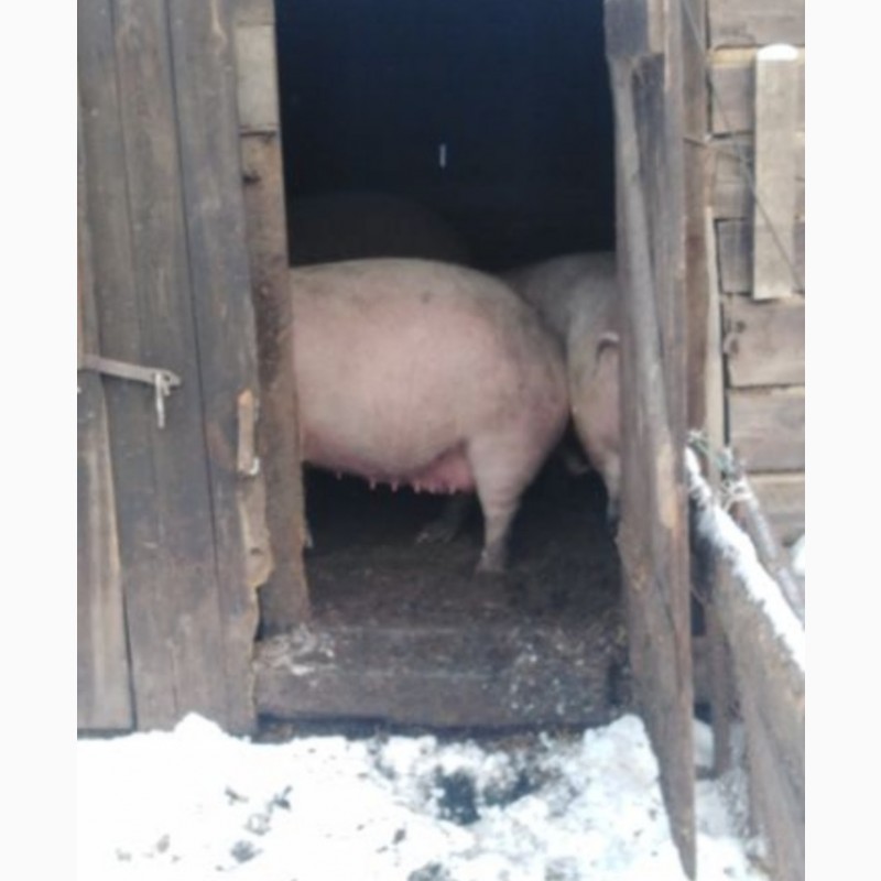 Цена свинины живым весом. Продам свиноматку живым весом. Мойка для свиней живых. Продам свинью живым весом.