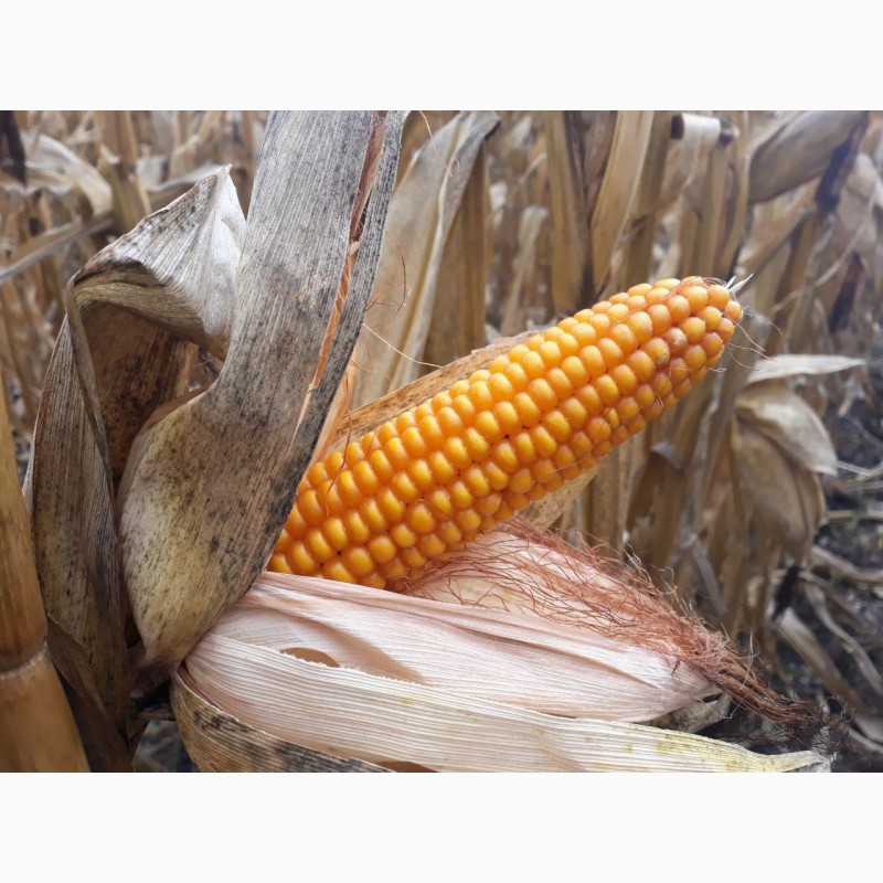 Фото 2. Семена гибрида кукурузы Мартиника ФАО - 330