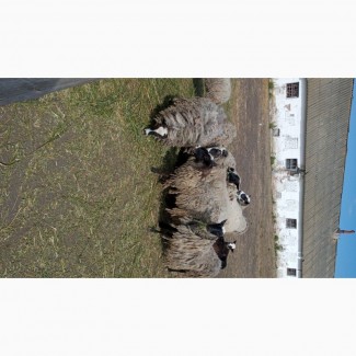 Продам овец ягнят