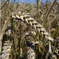 Семена озимой пшеницы ВИТА