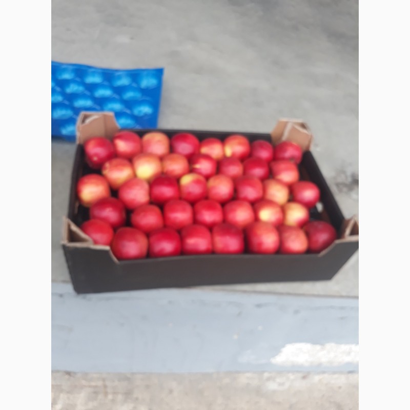 Фото 2. Купим яблоко из холодильника