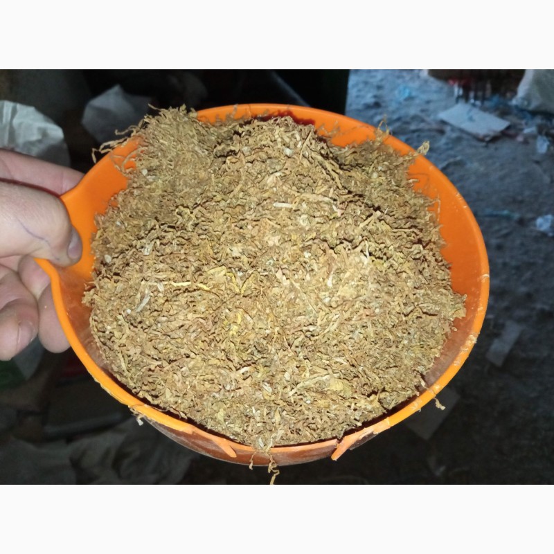 Фото 3. Тютюн лапша і самосад сорт бакун