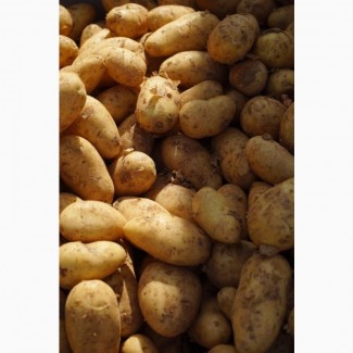 Продам якісну картоплю, великі обсяги, Львівська область