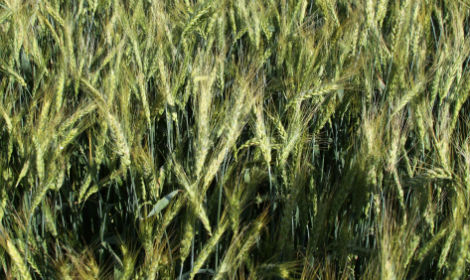 Фото 9. Організація закупляе зернові, відходи зернових, крупи та іншу продукцію