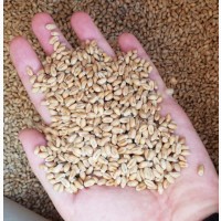 Продам пшеницю 2023