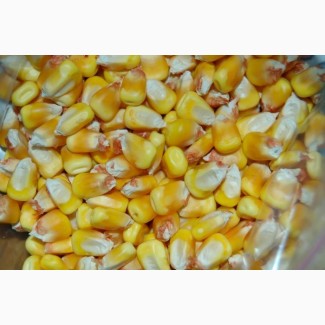 Продам кукурудзу 1000 тонн, Чернігівська область