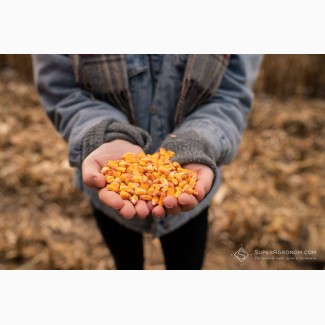 Продам кукурудзу 1000 тонн, Черкаська обл, Васютинці