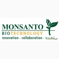 Семена озимого и ярового рапса от производителя Monsanto (Монсанто)