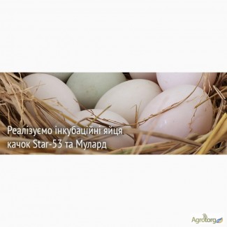 Продам яйця качині інкубаційні СТАР53