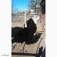 Продам семью африканского страуса