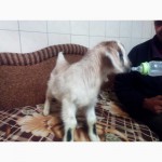 Продам коз, козлов, козлят в Украине.Нубийской породы, 50-60% нубийци