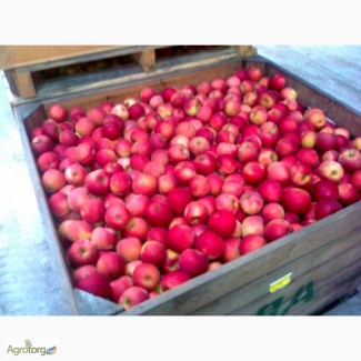 Продам яблоки оптом по цене 3 грн на переработку