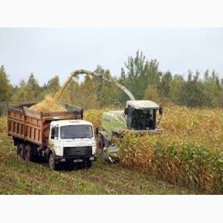 Уборка кукурузы на силос Полтава услуги силосоуборочных комбайнов