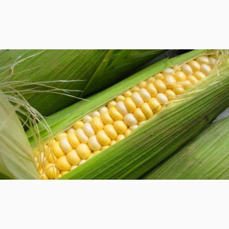 Семена кукурузы Монсанто ДК 315 ФАО 310
