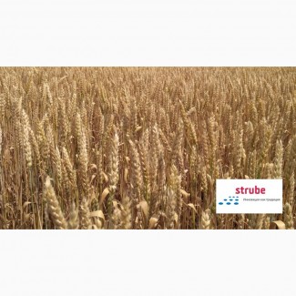 Яровая пшеница Алатус (Штрубе)-засухостойкая