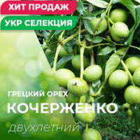 Продам саженцы грецкого ореха, сорт Кочерженко