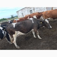 Продам коров породы Симментал